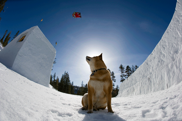 snowboarder and dog